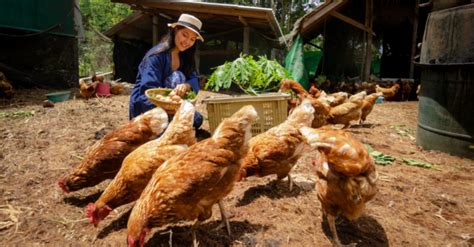 purga ng manok|Sundin ang Daily Checklist Para sa Wastong Pag.